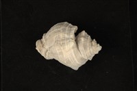 藏品(細腰岩螺)的圖片